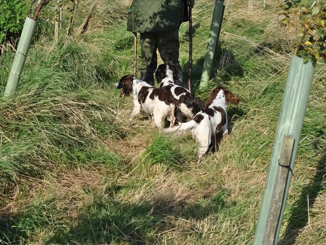 Gun Dog Training Services Inverness - Working Canines